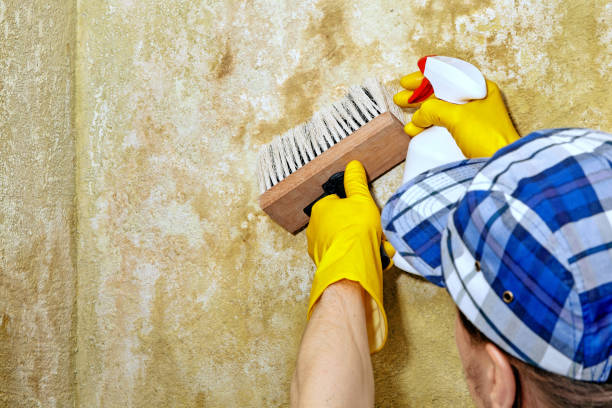 Biohazard Mold Removal in Eunice, NM