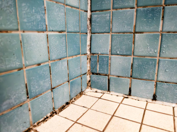 Best Basement Mold Removal  in Eunice, NM
