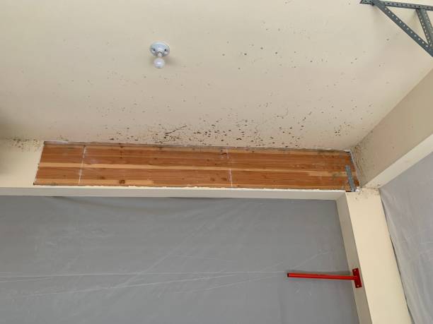 Best Water Damage & Mold Remediation  in Eunice, NM