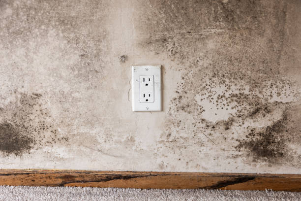 Best Asbestos and Lead Testing During Mold Inspection  in Eunice, NM