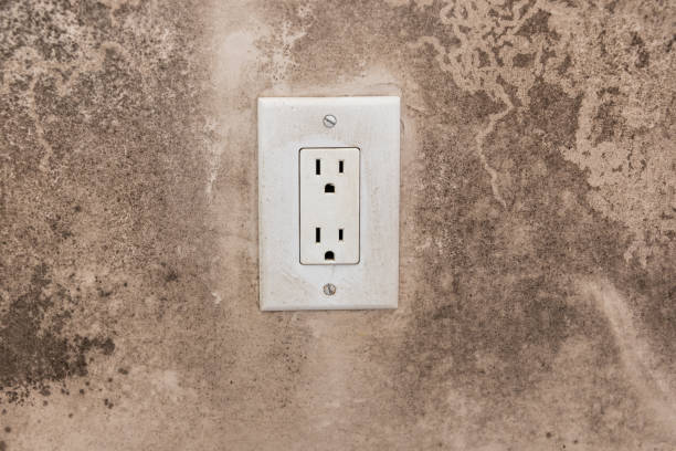 Best Environmental Consulting for Mold Prevention  in Eunice, NM