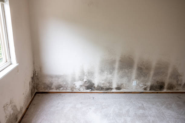 Best Mold Prevention Services  in Eunice, NM
