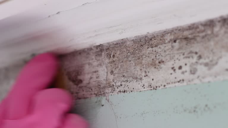 Mold Remediation for Rental Properties in Eunice, NM